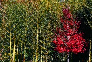 Fall colors in Northern Georgia.