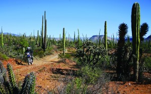 The optional off-road ride to San Borja Mission travels 30 miles through some of Baja’s most picturesque desert.
