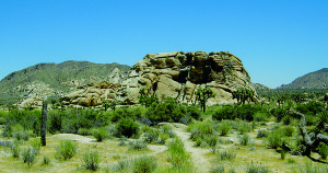 Joshua Tree National Park is well-known for its dark skies, making it a popular location for stargazing.