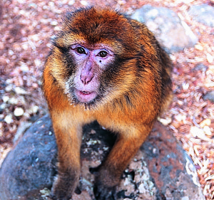 One of many monkeys seen on a ridge in the Rif Mountains.