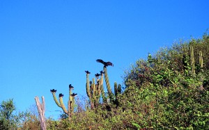 The vultures remind one to ride safely in Baja.