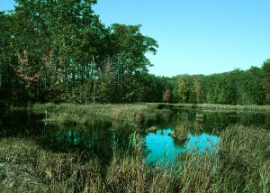Scenic wetlands along Rustic Road No. 93, near Luck, Wisconsin.