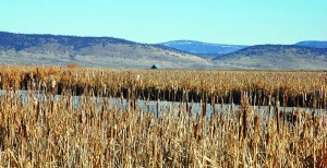 Water-loving cattails dominate many acres of this sprawling wetland.