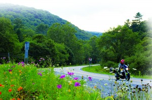 Wildflowers along West Virginia Highway 28.