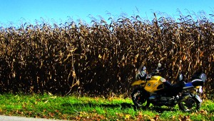 A wall of corn along River Road.