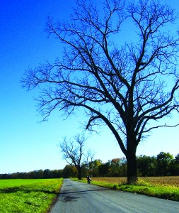 Two stark, denuded trees stand sentinel over a rare straight stretch of River Road.