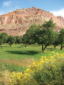 Fruita's fruit orchards in Capitol Reef National Park.