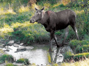 A cow moose.
