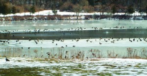 Canada Geese come for Connecticut’s milder climate, Southbury.