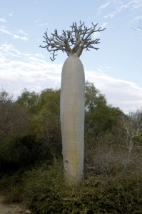 Giant Gray Carrot, Toliara Aboretum A giant gray carrot often confused with a specie of baobab tree. Of the eight species of baobabs in the world, six are endemic to Madagascar. It is now thought they evolved in Madagascar. They range from 10 to 100 feet tall and prefer dry zones.