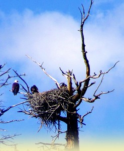 Bail eagles perch near a nest in Yellowstone National Park.