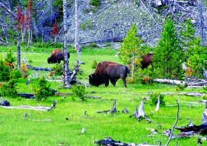 A bevy of bison graze near the foot of Mount Holmes in Yellowstone National Park.