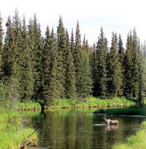 A moose in the ponds near Chena Hot Springs