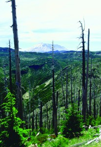 rees not sheared off or knocked down by the volcanic winds of Mount St. Helens were baked.