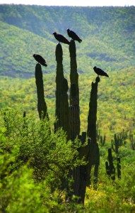 The vultures, they are attentive companions all along Mexico Route 1—a constant reminder that you will surely pay a price for venturing off the road unwarily.