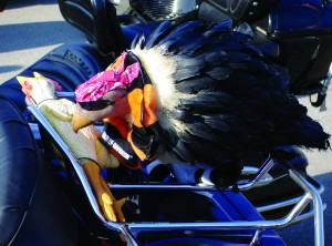 Real bikers eat rubber chicken. Don Wallace’s mascot—a not-so-subtle dig at sponsor Chick-fil-A.