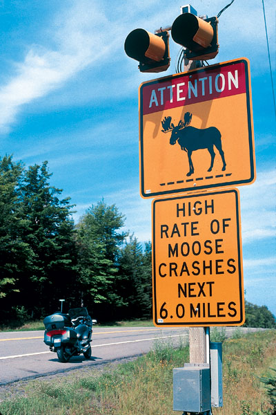 Moose warning sign