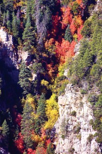 Oak Creek Canyon in autumn in Arizona