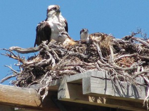 Osprey family and nest