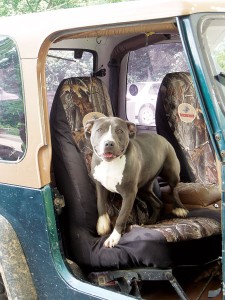 Dog in car in southeastern Ohio