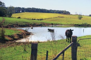 Cows bathing along Virginia's Scenic Byway 42
