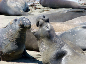 Elephant seals, San Simeon, California