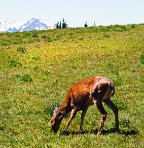 Roosevelt elk graze near the Hurricane Ridge Visitor Center in Olympic National Park.
