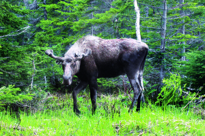 Four moose were introduced to Newfoundland in 1904. They must have liked each other and the island—today there are 110,000. These big critters tangle with vehicles 600 times a year.