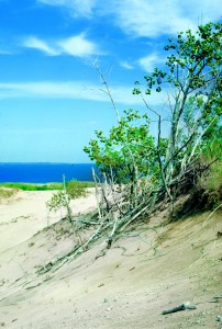 Grassy sand dunes line much of the eastern shore of Lake Michigan.