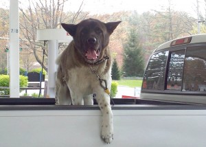 This Akita in North Carolina was an enthusiastic pickup rider. (photo by Scott A. Williams)