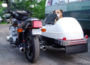 Divot is ready to ride in the sidecar of this KZ1300. (photo by Scott A. Williams)