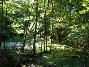 A pond sat at the road’s edge covered with green, the sun lighting its surface.