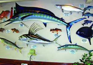 The late Benny Buchanan of the Colville Inn that shares his name loved his fishes.