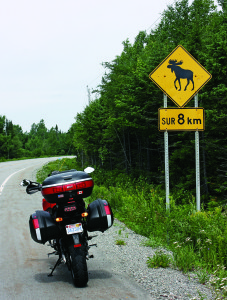 Cautionary signs appear where moose are seen frequently, but they can slip out of the woods and onto the road most anywhere without warning.