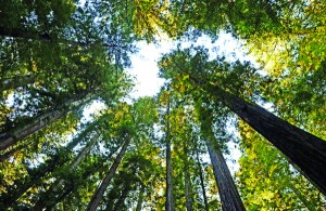 Redwood canopy, Humbolt Redwoods State Park near Weott, California.