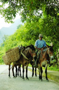 Brazil’s famous eight-legged mules. The proud man in the saddle became so caught up in posing that he failed to notice when four legs in the rear took off!