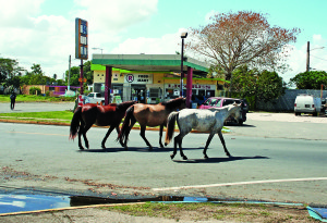 The traffic jams are back in San Juan. In Loíza, the streets are sleepy enough that horses wander across to fresh grazing spots.