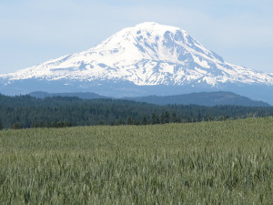 Mt. Adams appears in its entire splendor from State Route 142 out of Goldendale.