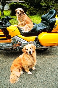 The Gold Wing is big enough to carry two buddies as passengers.