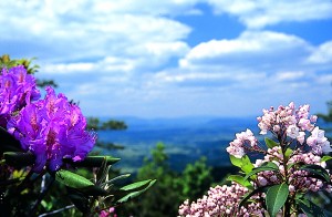 The Roanoke Valley lies just beyond one of the Parkway’s most noted plants, the rhododendron (left).