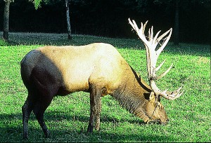 An elk graises at the Jewell Meadows Wildlife Area.