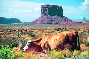 “Native cow” in Monument Valley National Park.