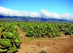 A huge field of cultivated prickly pear cactus among the vineyards along River Road. Who would think there was a demand for so much cactus?