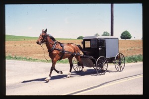 The tried-and-true method of Amish transportation.