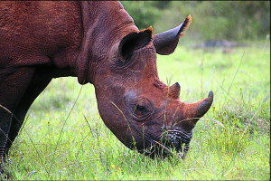 Baby rhino on the plains of the Serengeti National Park, Tanzania.