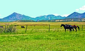 Horses graze near the Sawatch Range of the Rocky Mountains.