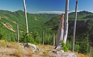 A deep green forested valley in Mount St. Helens National Park, as viewed from NF 99.