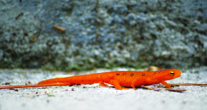 A red spotted newt (terrestrial juvenile stage) creeps along the rim of the canyon.