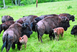 web-039 A bison reunion at the Cody-Shane Acres Ranch.