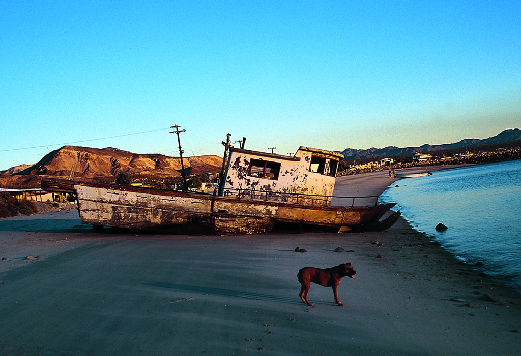 Dog and boat on the beach at the Bahia de los Angeles.